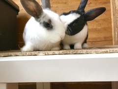 To ask you to post pictures of your pets?
