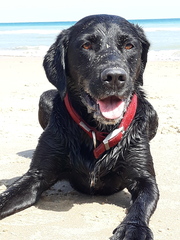 To ask you to post pictures of your pets?