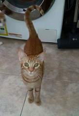 Female Ginger Kitten (and humble brag)