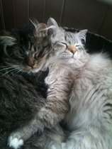 To ask about your Siberian Kitten experiences? *Will include pic if asked!*