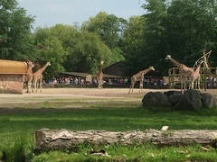 Chester zoo is on fire