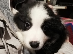 New Border Collie Puppy - Much excitement and need name!