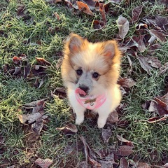 To ask you to post pictures of your pets?