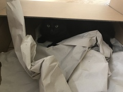 My cat likes to hide in boxes.