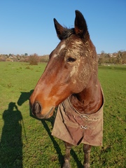 Can we have a pony picture thread?