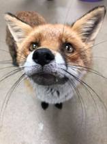 To ask for beautiful experiences with wild animals