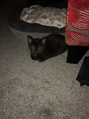 New kittens will be here in an hour (ish)!!!!