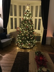 If you already have your tree up can I see it please?