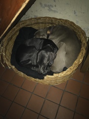 You know your dog is tired when...