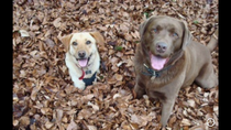 Please help, what are the vets & hospital not seeing?