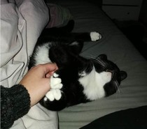 To ask you to post pictures of your pets?