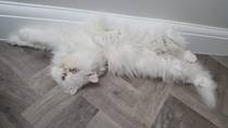 To ask you to post pictures of your pets?