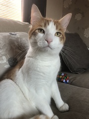 To ask you to post pictures of your pets?