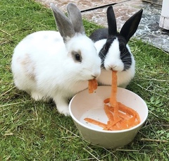 To ask you to post pictures of your pets?