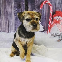 To ask you to post pictures of your pets?