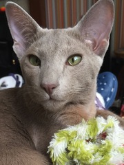 to get a cat?