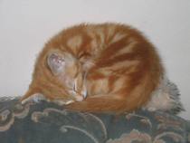 Female Ginger Kitten (and humble brag)