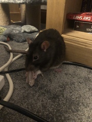 To ask you to post pictures of your pets?