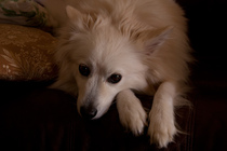 To ask you to post pictures of your pets?