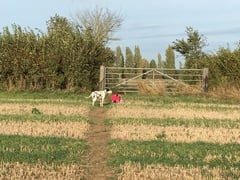 Follow-up to what the vets and hospital found - support thread please. Massive handhold required. For a long time I fear.