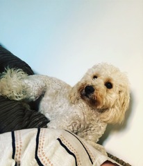 Sell me your dog