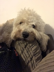 Sell me your dog