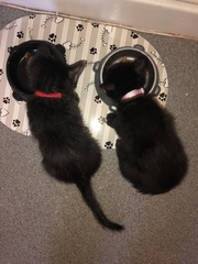 New kittens will be here in an hour (ish)!!!!