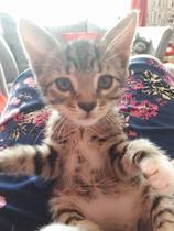To ask you to post pictures of your pets?