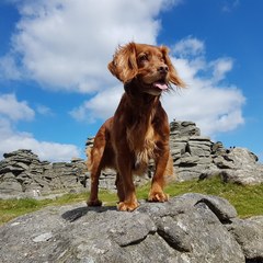 To ask you to post pictures of your pets?