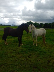 Can we have a pony picture thread?