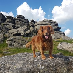 To ask you to post pictures of your pets?