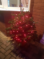 Lets see your trees 2018!