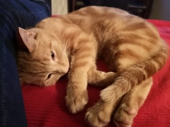 The difference a cat can make ...