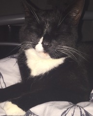 To ask you to post pictures of your pets?