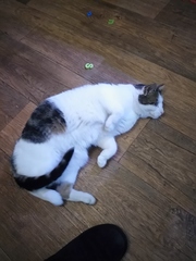 Name this cat please!