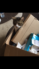 My cat likes to hide in boxes.