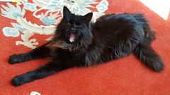Just how do you get a good photo of you cat because mine just won't stay still