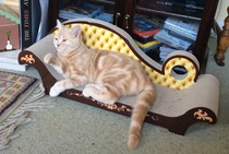 To ask you to post pictures of your pets?