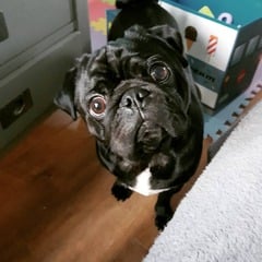 Sell me your dog