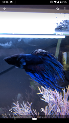 Help! Does my Betta have fin rot?
