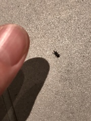 Help me identify this bug invasion!