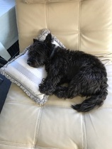 To ask you to post pictures of your pets?