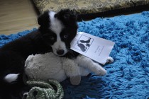 My fucking puppy