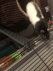 To ask you to post pictures of your pets?