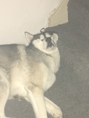 Sell me your dog