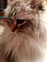 To ask about your Siberian Kitten experiences? *Will include pic if asked!*