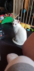 My cat passed away last night. . .