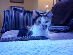 How old is my cat?