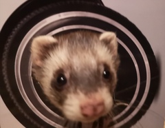 To ask you to post pictures of your pets?