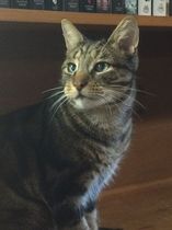 To ask you to post pictures of your pets?